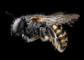   Anthidium dammersi  female lateral habitus, photo: Tevan Brady 
